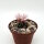 Turbinicarpus laui  westl. Villa Juarez CITES, not outside EU