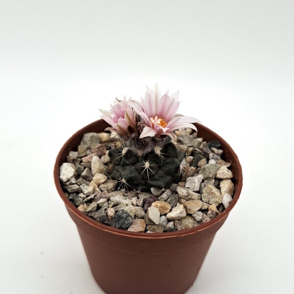 Turbinicarpus laui  Cerritos, San Luis Potosí, mexiko CITES, not outside EU