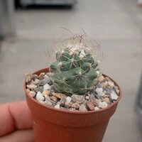 Turbinicarpus laui  Cerritos, San Luis Potosí,...