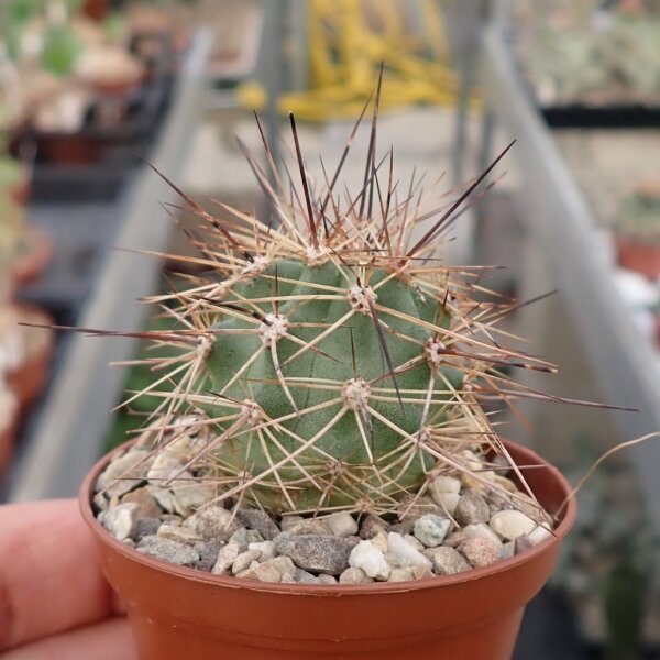 Echinocereus canyonensis f. toroweapensis