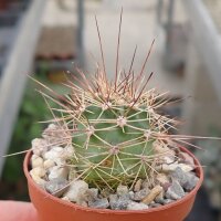 Echinocereus canyonensis f. toroweapensis