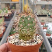 Echinocereus canyonensis f. toroweapensis