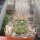 Echinocereus canyonensis f. toroweapensis
