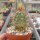 Echinocereus canyonensis f. toroweapensis
