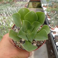 Aeonium longithrysum