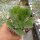 Aeonium longithrysum