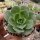 Aeonium simsii