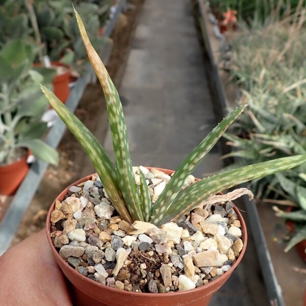 Aloe bulbillifera