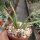 Aloe bulbillifera