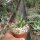 Aloe bulbillifera