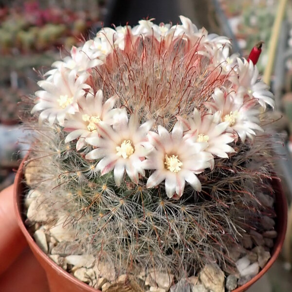 Mammillaria bocasana Rep. 1957