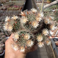 Mammillaria bocasana Rep. 1957