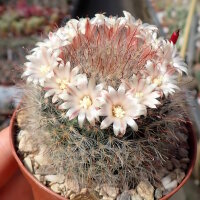 Mammillaria bocasana Rep. 1957