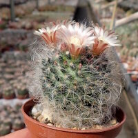 Mammillaria bocasana Rep. 1957