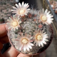 Mammillaria bocasana Rep. 1957