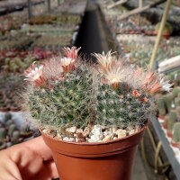 Mammillaria bocasana Rep. 1957