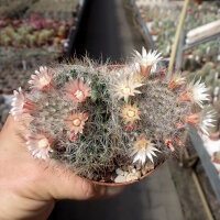 Mammillaria bocasana Rep. 1957