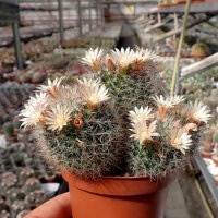 Mammillaria bocasana Rep. 1957