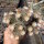 Mammillaria bocasana Rep. 1957