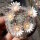 Mammillaria bocasana Rep. 1957
