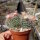 Mammillaria bocasana Rep. 1957