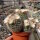 Mammillaria bocasana Rep. 1957