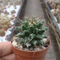 Mammillaria compressa SB 723