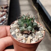 Mammillaria compressa SB 723