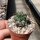 Mammillaria compressa SB 723
