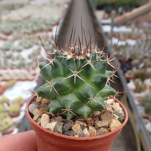 Mammillaria centralifera Rep. 1121