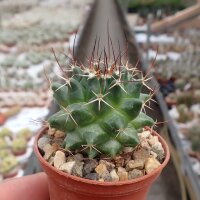 Mammillaria centralifera Rep. 1121