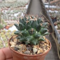 Mammillaria centralifera Rep. 1121