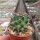 Mammillaria centralifera Rep. 1121