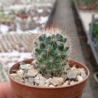 Mammillaria hamata Rep. 957