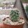 Mammillaria hamata Rep. 957