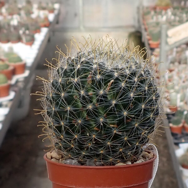Mammillaria schelhasii