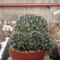 Mammillaria schelhasii
