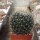 Mammillaria schelhasii