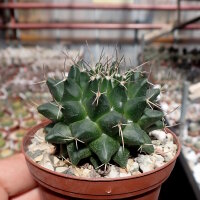 Mammillaria seitziana Rep. 1950