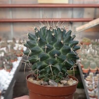 Mammillaria seitziana Rep. 1950