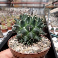 Mammillaria seitziana Rep. 1950
