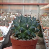 Mammillaria seitziana Rep. 1950