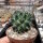 Mammillaria seitziana Rep. 1950