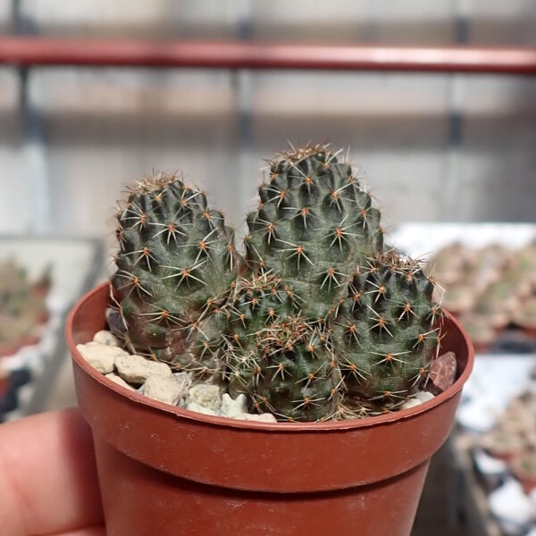 Rebutia huasiensis RH 896