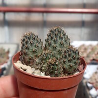 Rebutia huasiensis RH 896