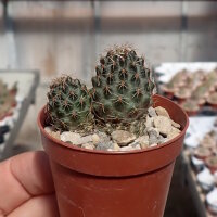 Rebutia huasiensis RH 896