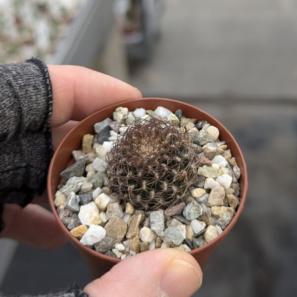 Sulcorebutia menesesii HS 210