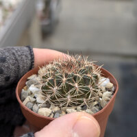 Sulcorebutia nade LH 1348