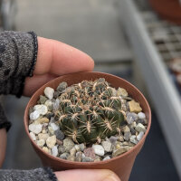 Sulcorebutia nade LH 1348
