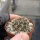 Sulcorebutia nade LH 1348